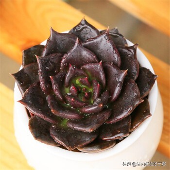 最新150多种多肉植物养护对照表,超全超经典100种多肉植物养护宝典