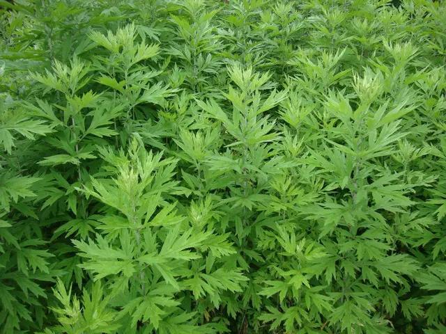 灭蚊最有效方法,环保又健康的防蚊灭蚊方法