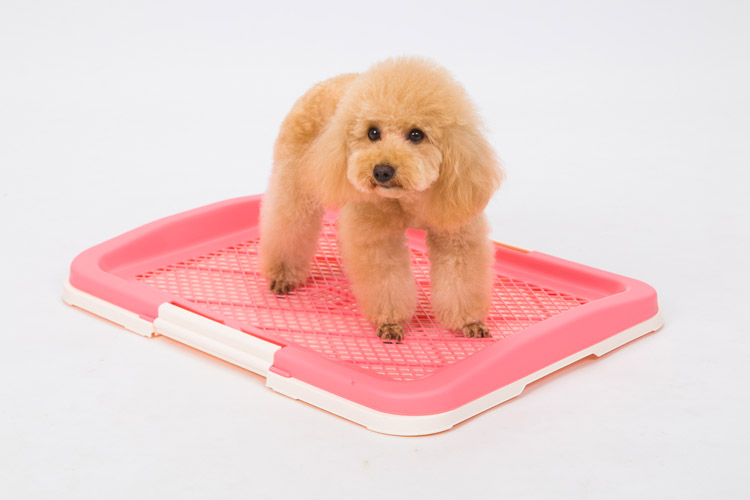 新手怎么解决狗狗乱拉乱尿的问题,怎么处理狗狗排泄问题