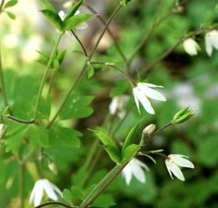 老中医可以给孩子起名吗,用中药名字给孩子取名可以吗