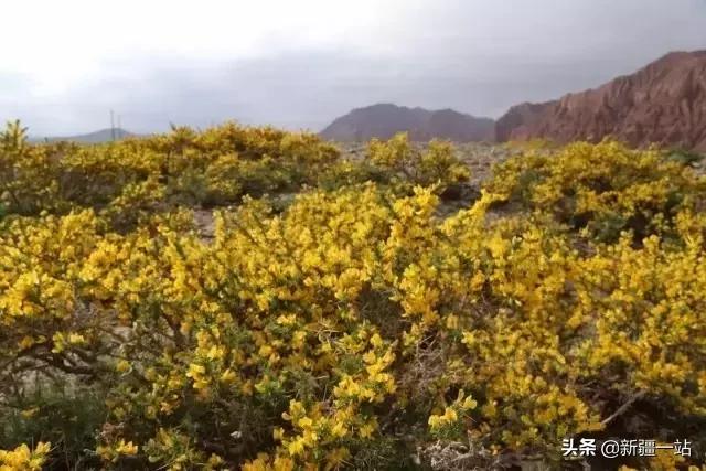 荒漠中有哪些能吃的植物,南疆常见的野生植物