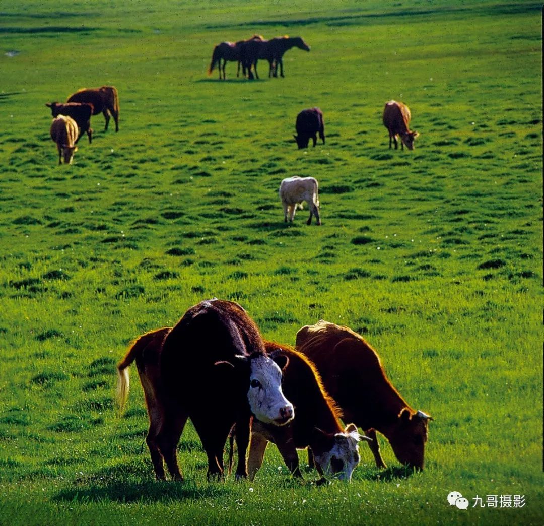 坝上草原天路美景,大美坝上风光系列之一