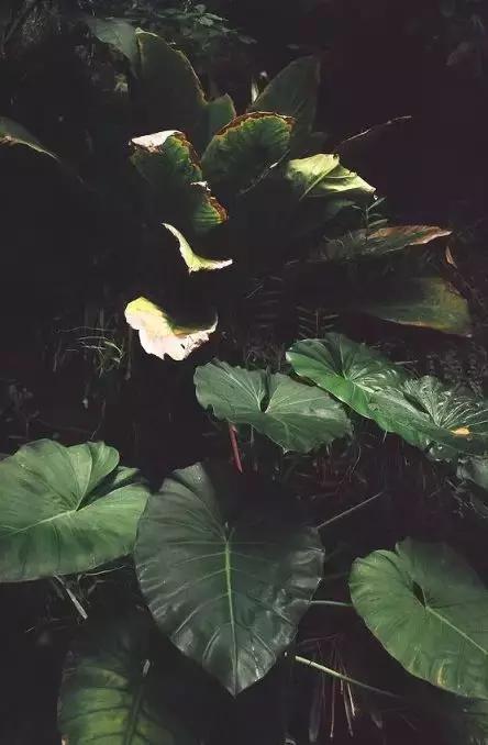 老祖宗留下来的古训经典语录,祖宗留下的五大古训