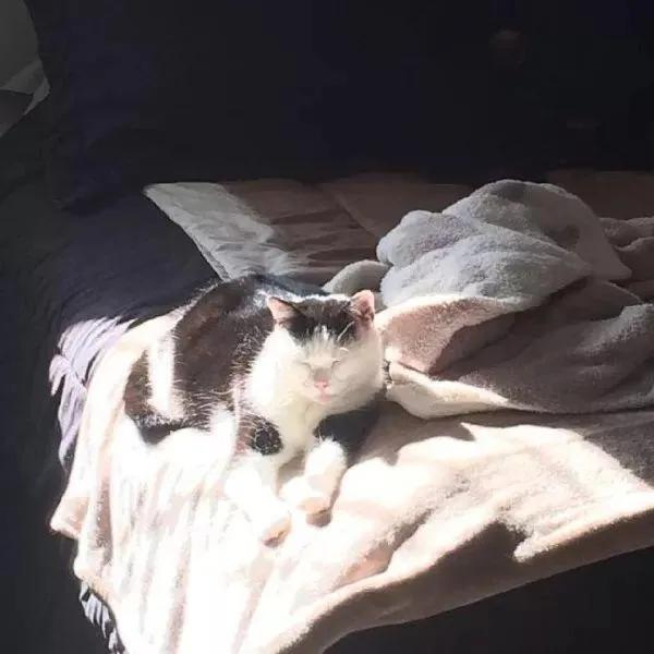 猫咪脾气不好怎么教,猫咪脾气很差怎么办