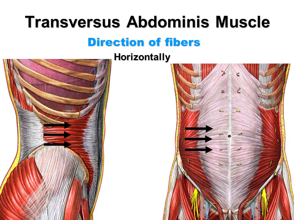 恢复腹横肌分离的动作,产后腹直肌分离怎么恢复训练视频