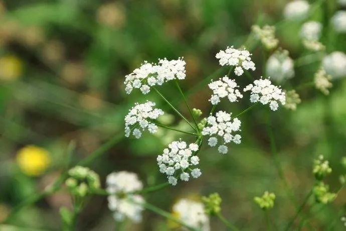 男人香吧,不是罪