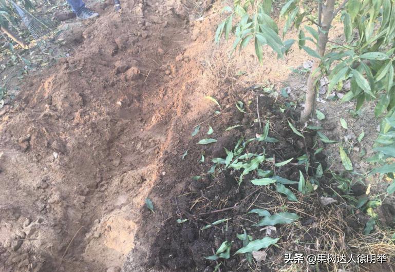 中桃金魁桃特性,桃是浆果类水果