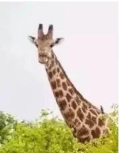 天气暖和后毛发黄,天气热毛会变少吗