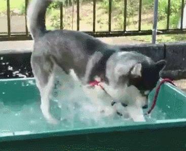 第1次想养纯种狗应该怎么挑,纯种狗和不纯种哪个好养