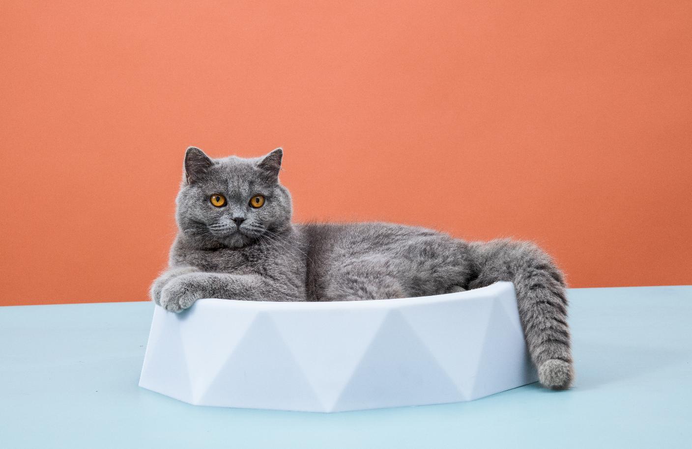 养猫养狗毛会被吸入肺里吗,家里养猫猫的毛会吸到肺里吗