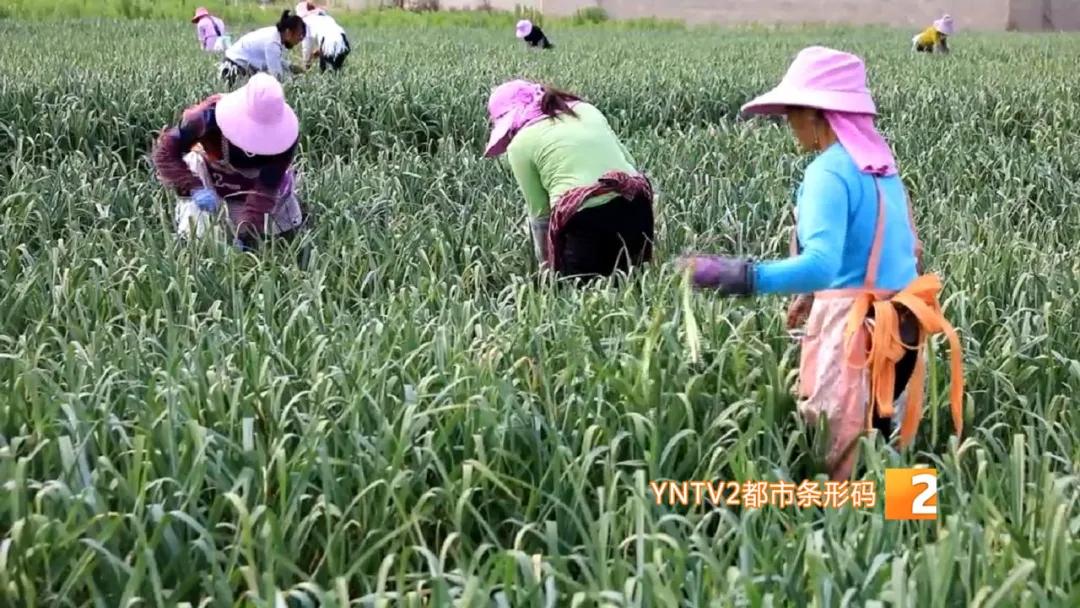 香椿萝卜条,香椿芽蒜薹