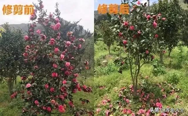 花卉盆栽的造型和修剪技术,盆栽花卉修剪方法