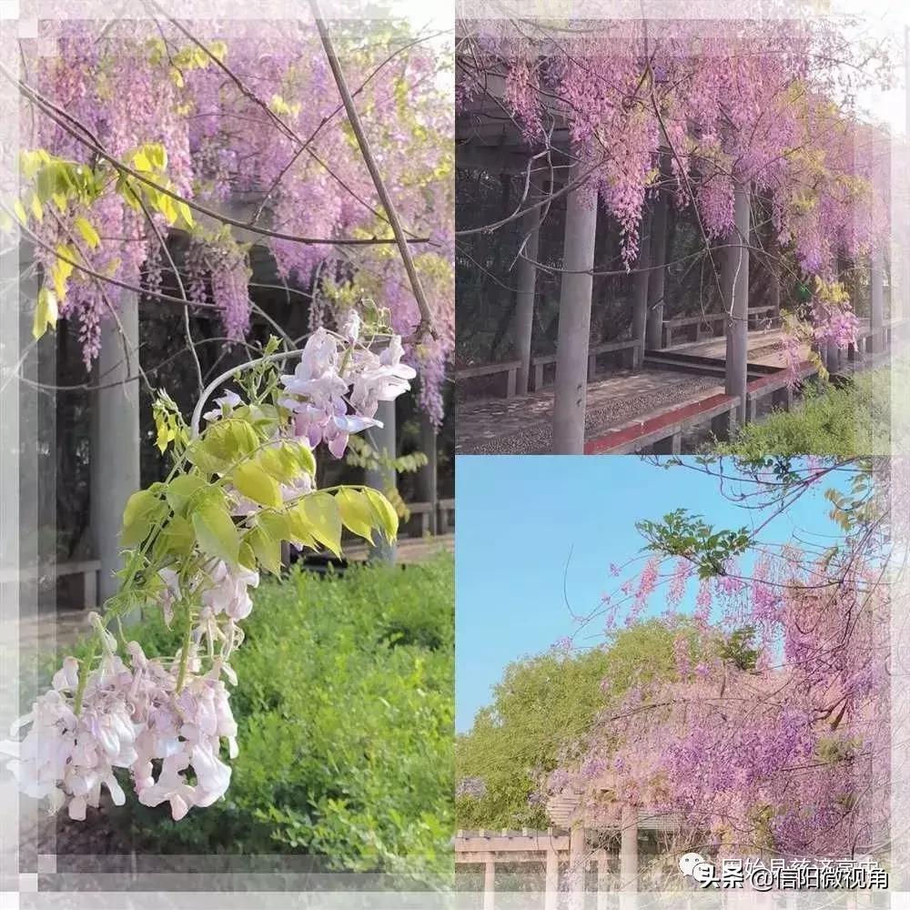 固始县慈济高中操场多大图,固始县慈济高中附近有啥好玩的