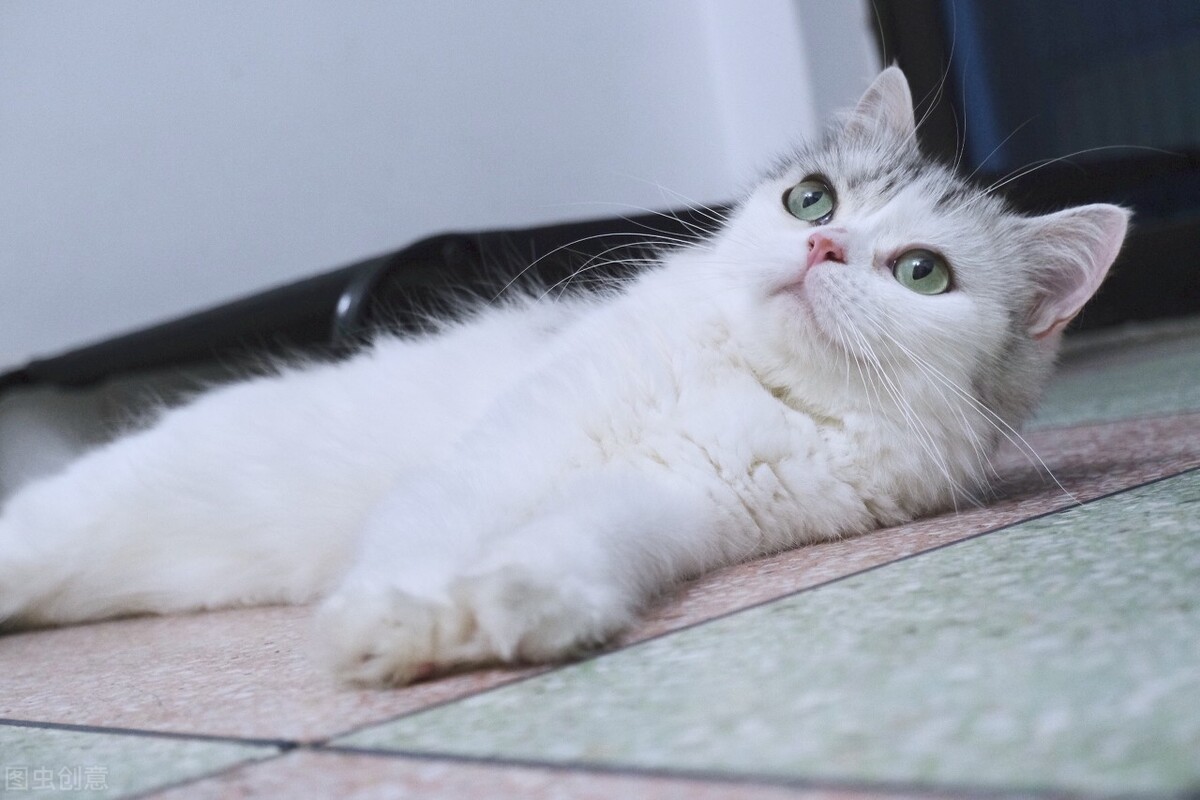 猫咪乱尿尿是报复你吗,猫咪乱尿后会怕主人吗