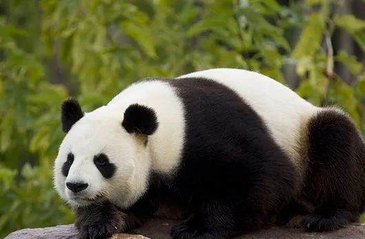 儿童画森林画法简单又漂亮,儿童画教程创意植物