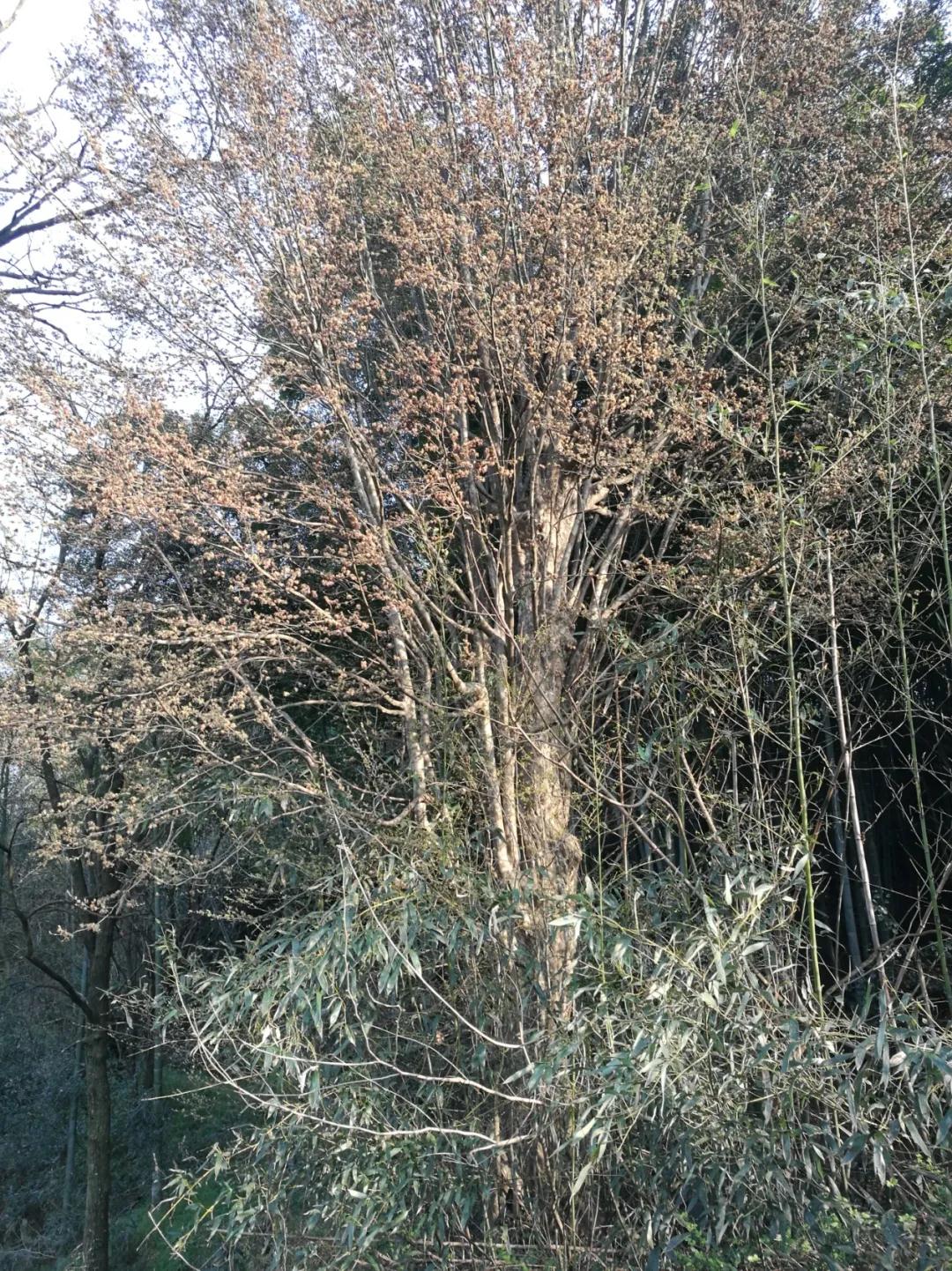 全国林草生物多样性保护成就展,林业生物多样性保护