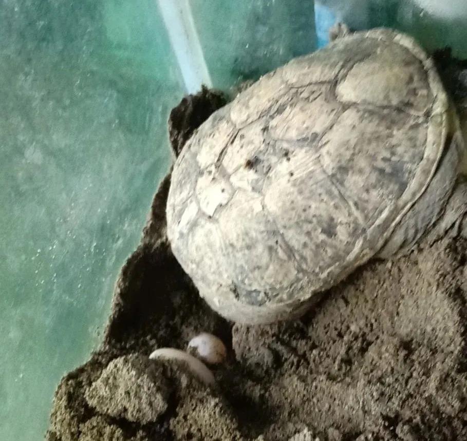 minimonster杭州,minimonster绘本