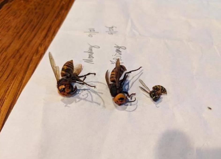 杀人大黄蜂是真的入侵美国了吗,杀人大黄蜂是什么