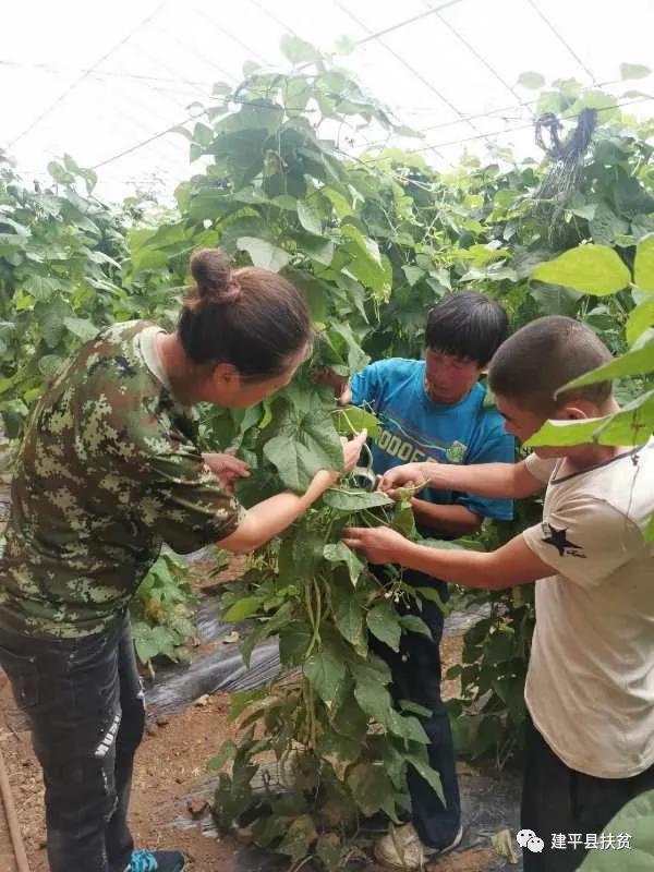 我和我的村--建平县税务局驻村第一书记奎兰