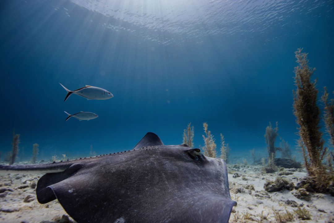 帕劳必去旅游景点,帕劳旅游攻略必看