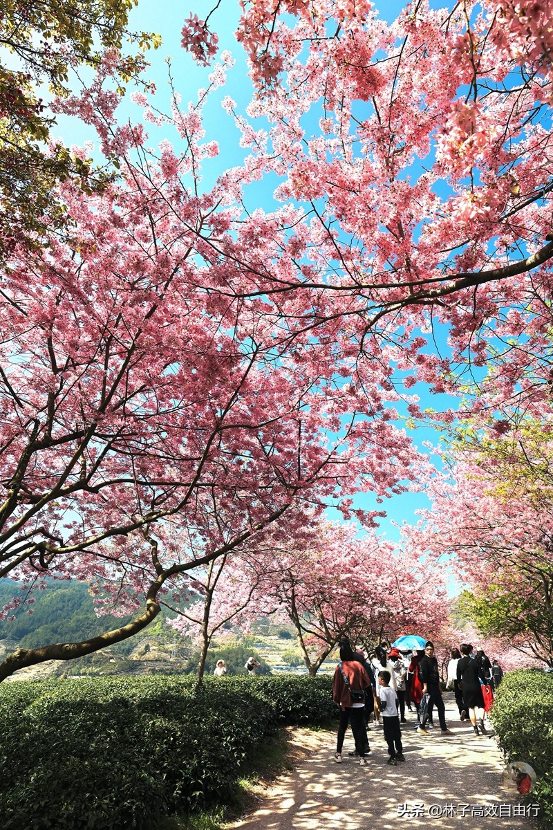 千亩茶山，十里樱花，永福樱花正值颜值巅峰，看完这篇绝不踩坑