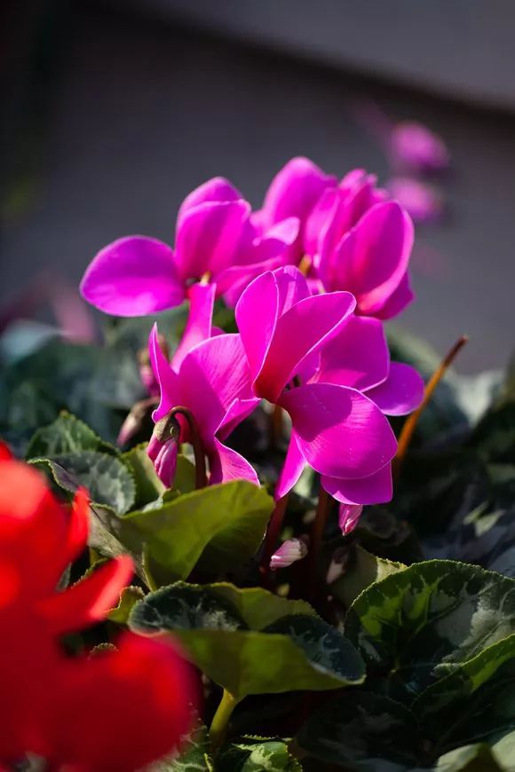 这几种花越晒越蔫,这几种花开花漂亮又好养