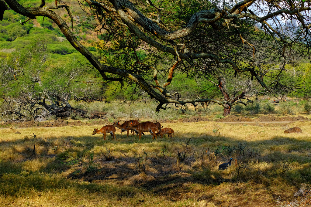 毛里求斯陈小春,毛里求斯马克吐温