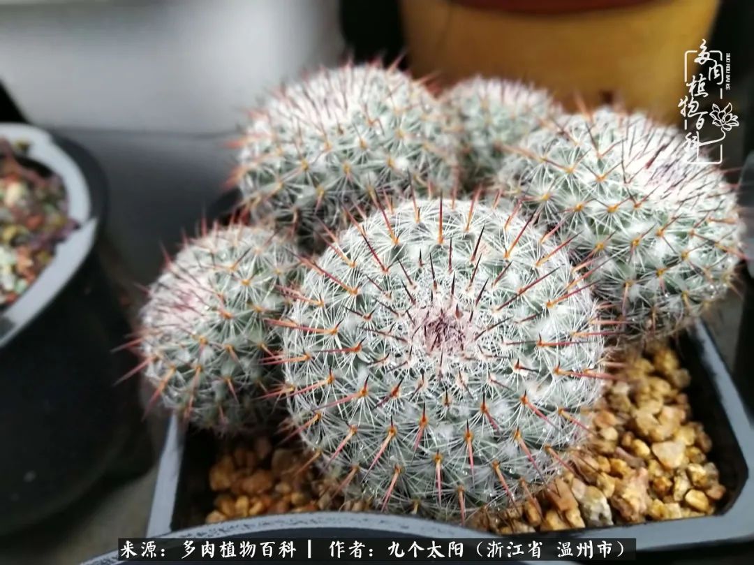 景天、球和龙舌兰，只要是多肉，都喜爱