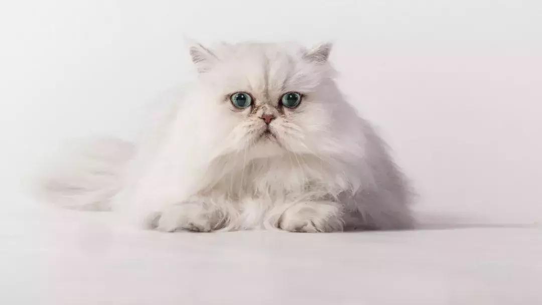 照顾怀孕猫咪,猫咪怀孕有哪些表现该如何照顾