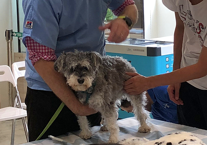 狗狗贫血缺钙怎么补最好,狗狗贫血严重除了输血还能怎么办