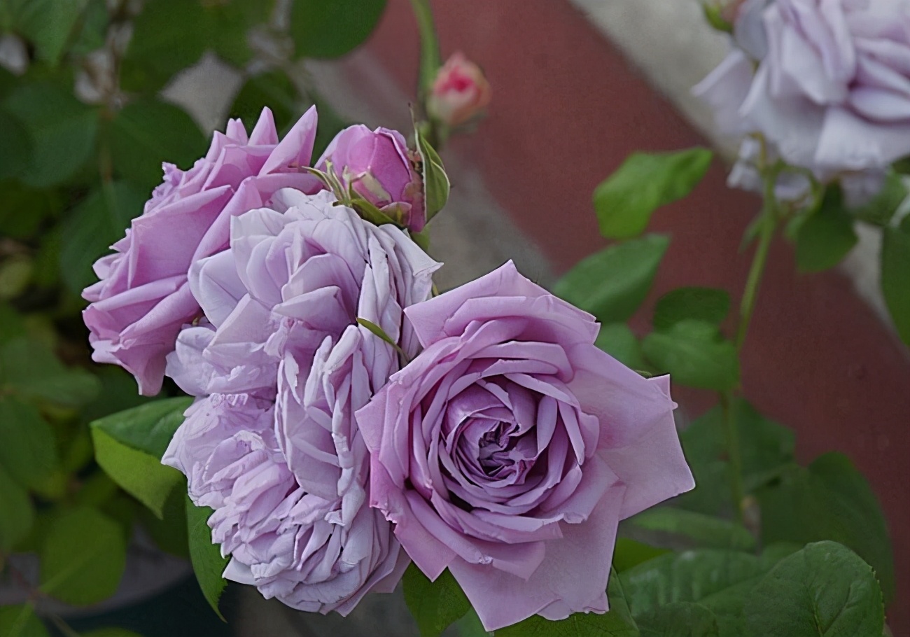 蓝色妖姬浪漫情怀,蓝色妖姬忧郁蓝调