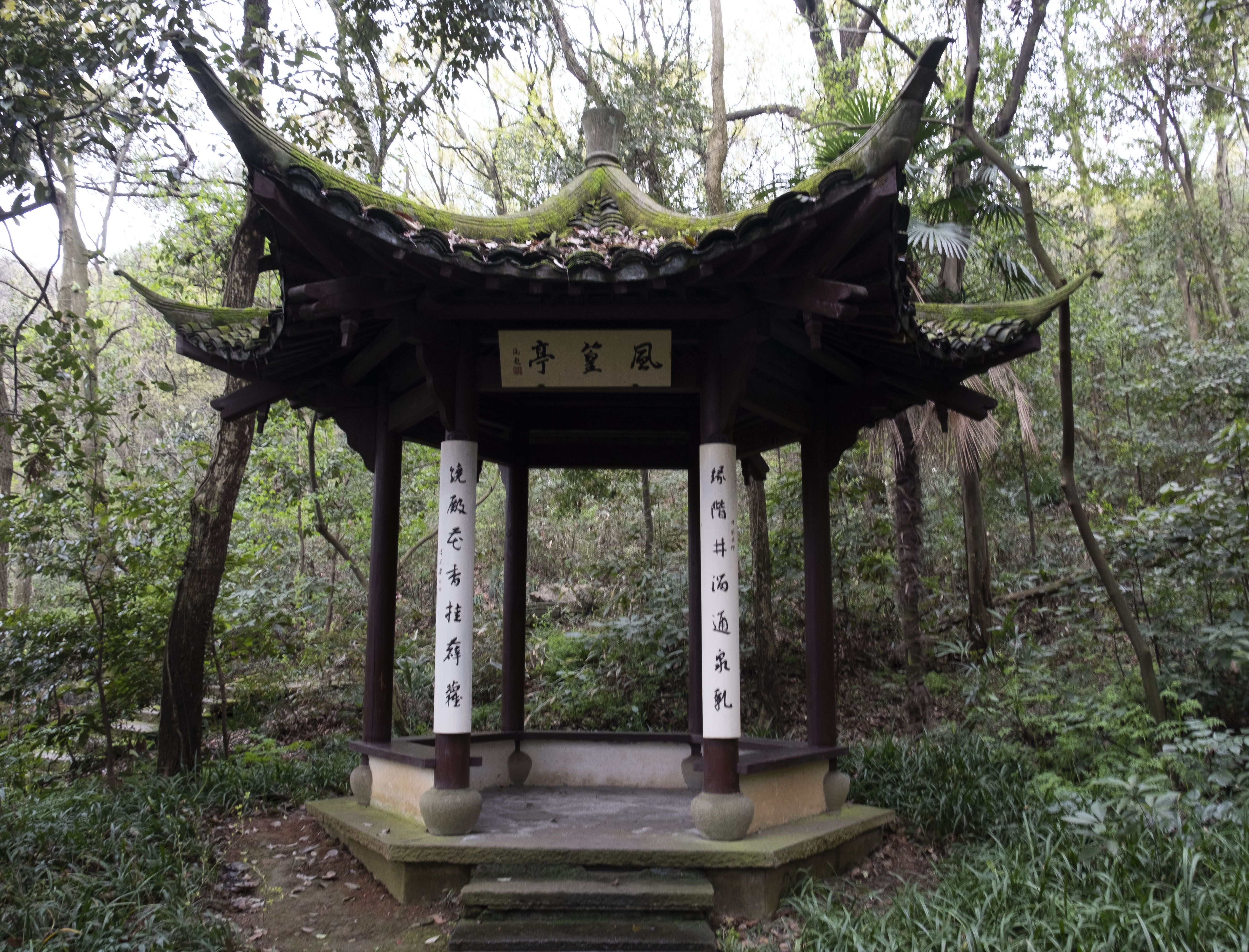 西湖龙井春茶季,龙井茶西湖明前春茶