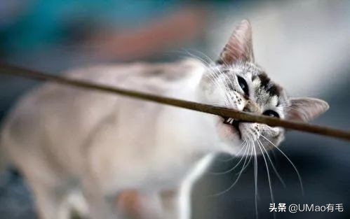 不许猫咪咬东西,不要溺爱猫咪