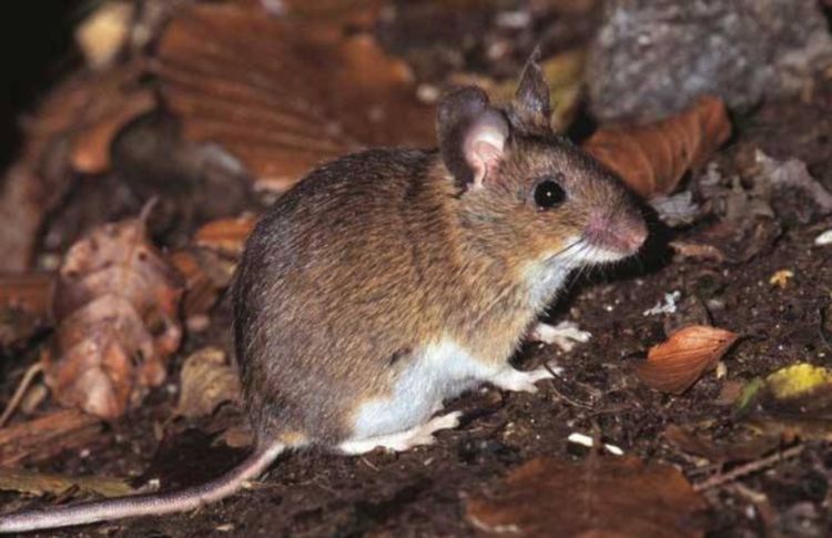 农村的老鼠太多别担心，教你几招最佳灭鼠方法，省时又省力