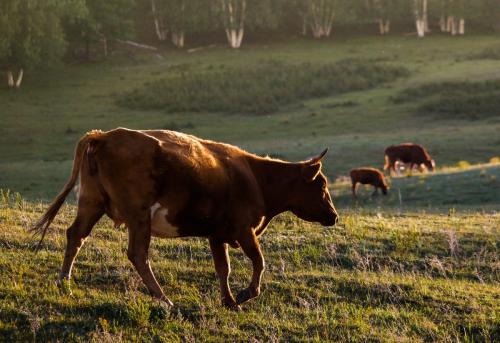 把鞋当成白菜买一年卖出1亿双,九千多家的大东是如何练成的?