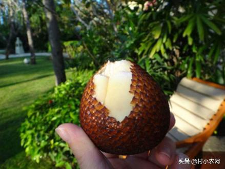 村小农,村小农网