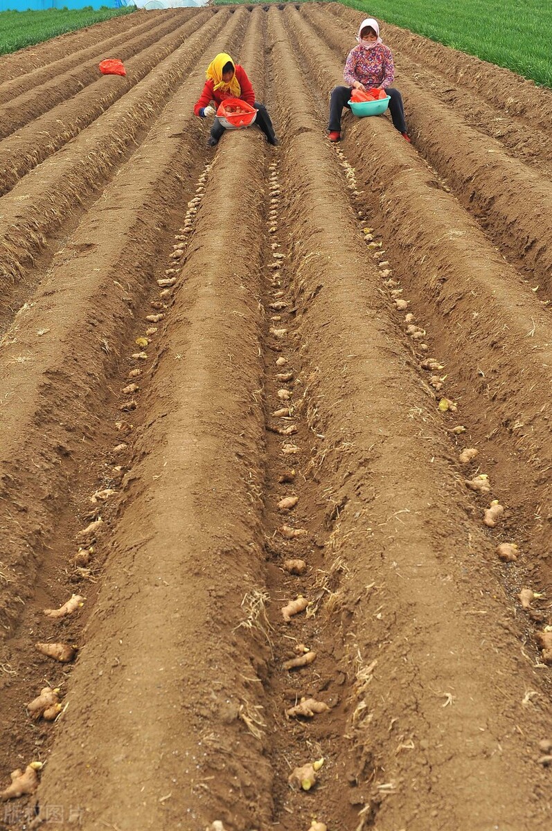 生姜的种植方法具体步骤,生姜种植方法姜芽向下还是向上