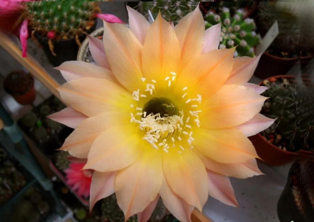 100种仙人球花图片,100种仙人球的品种视频