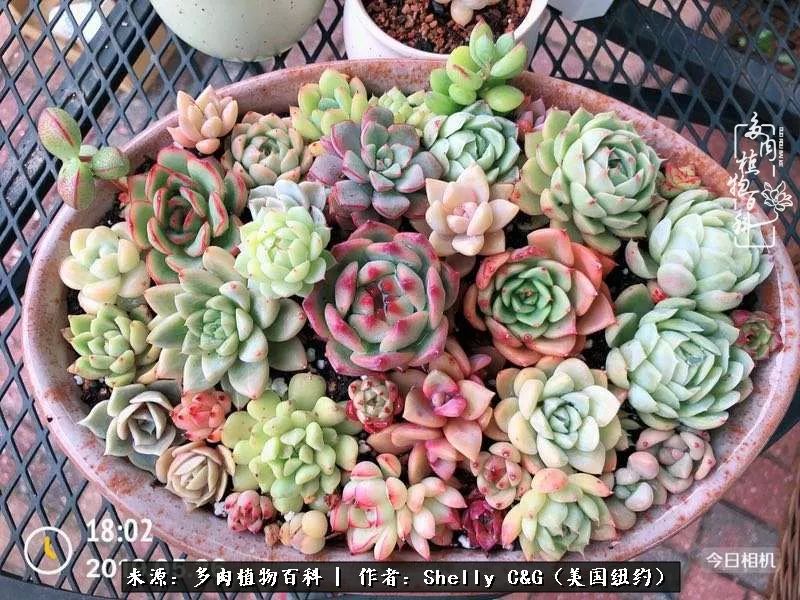 美国纽约有多少华裔人,美国纽约有多少个华人