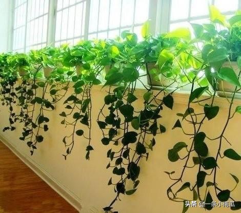 客厅适合摆放的十大植物除甲醛,除甲醛排名第一的植物是绿萝吗