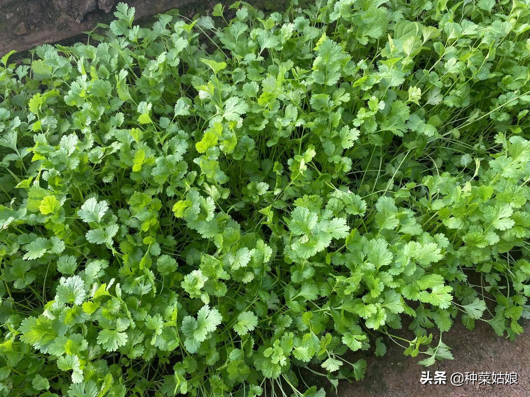 地温过高种叶菜黄叶怎么办,叶菜黄叶快速变绿用什么办法