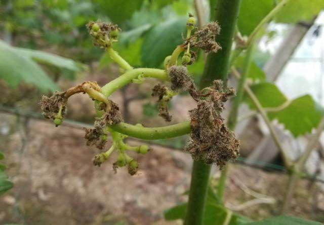 巨峰葡萄如何防落花落果大小粒,巨峰葡萄落花落果