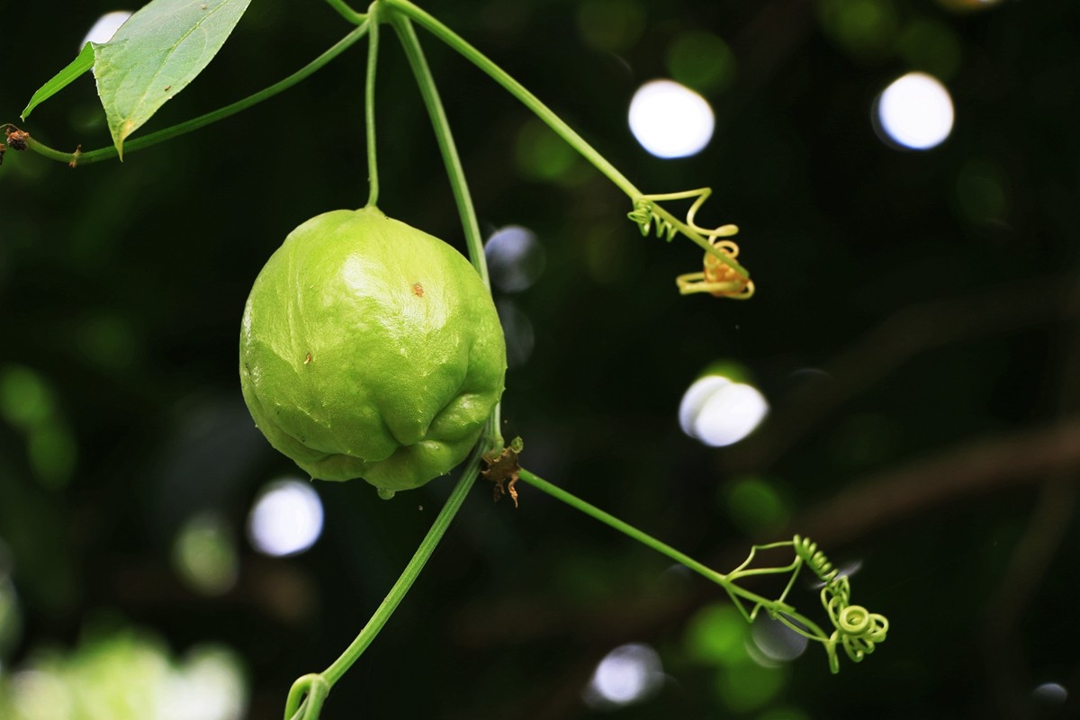吃佛手瓜有什么危害,佛手瓜吃了致癌是真的吗