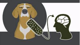 孩子被狗咬父母应该怎么办,孩子被狗咬如何自救