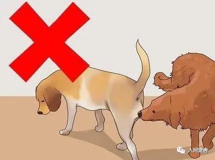 狗狗疥螨和疥癣的区别,判断狗狗得疥螨最简单的方法