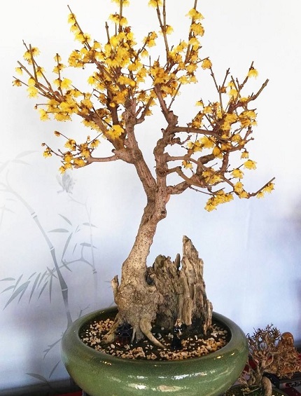 初学入门养花养什么植物,新手不懂的浇水方法