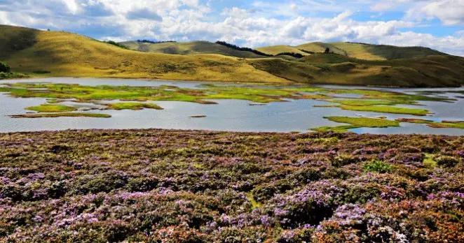 凉山最漂亮的花海,西昌赏花攻略