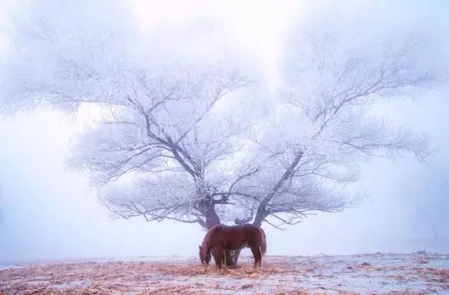 雾凇之美宛若仙境,连云港花果山雾凇美得像仙境