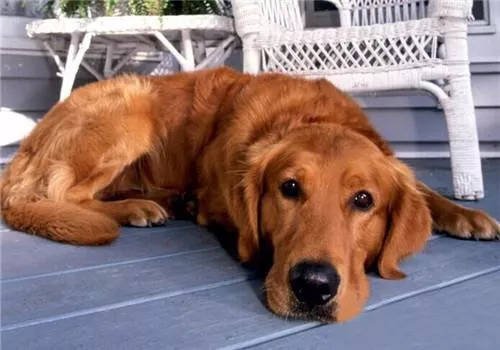 怎样预防狗狗皮肤病,狗狗预防皮肤病的药有哪些