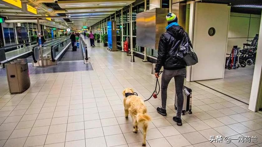 带宠物上客运额外收费,带宠物狗去游轮上